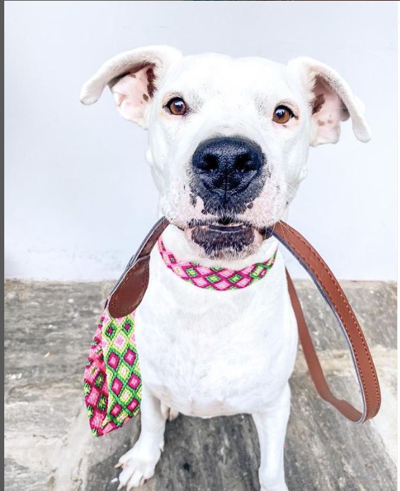 Handmade Artisanal Leashes