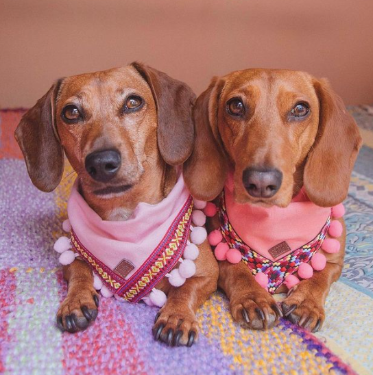 Pom - Poms Bandana