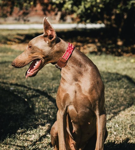 Handmade Colorful Collars