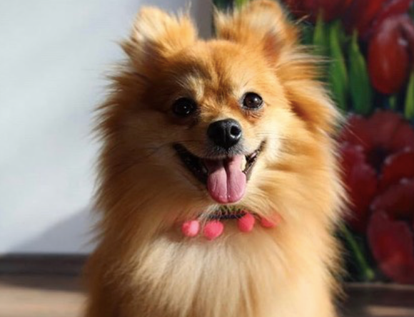 Pom Pom Handmade Unique Dog Collars