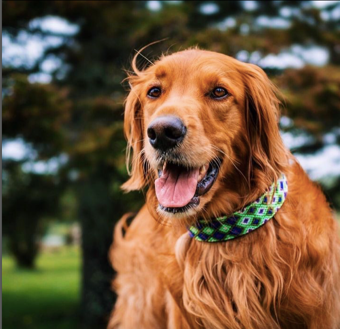 Handmade Colorful Collars