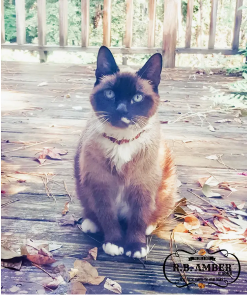 Pet | Turquoise + Cognac Amber Collar