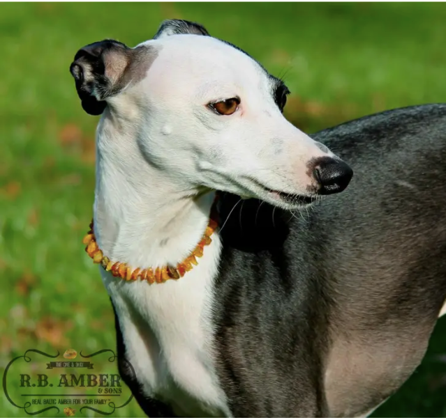 Pet | Turquoise + Cognac Amber Collar