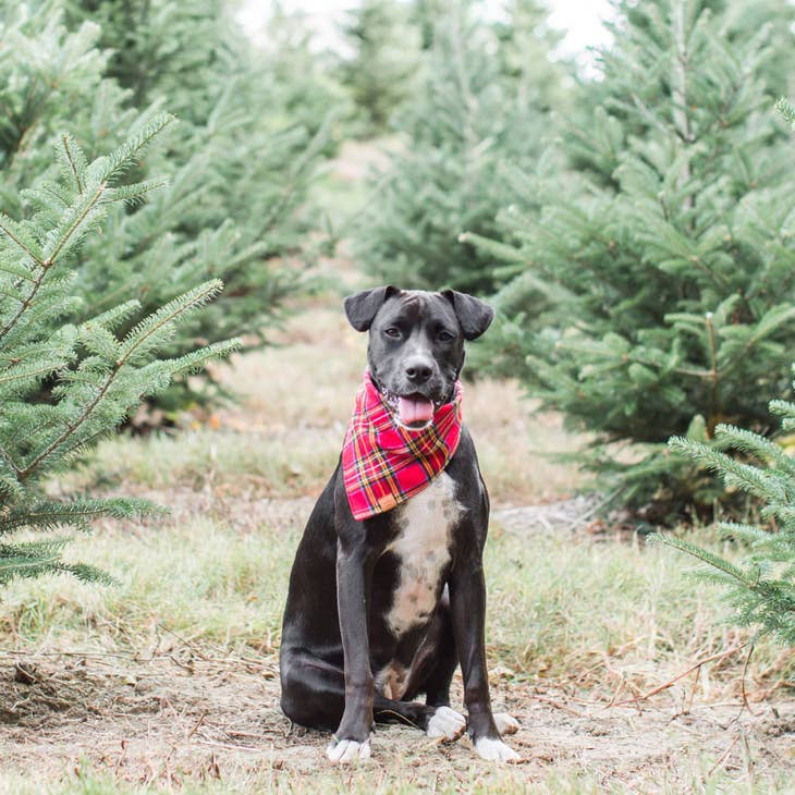 Plaid Flannel Dog Bandana