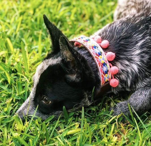 Pom Pom Handmade Unique Dog Collars